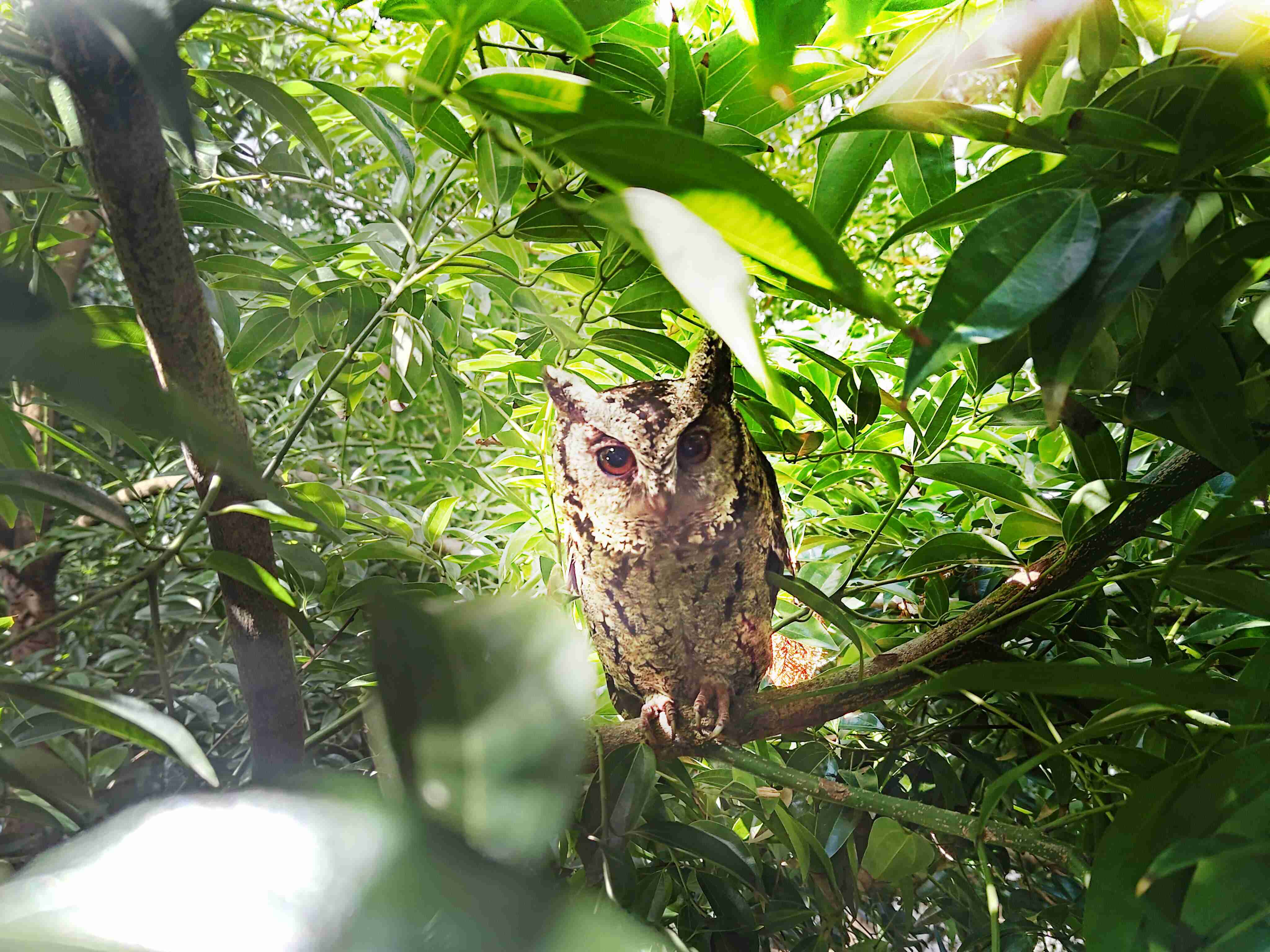 巨星国际致力提倡净零绿生活，，16年以来在全球各厂区植树逾百万棵，，，造就各厂区树木蔚然成林，，，犹如森林工厂，，成为许多生物的栖息地
